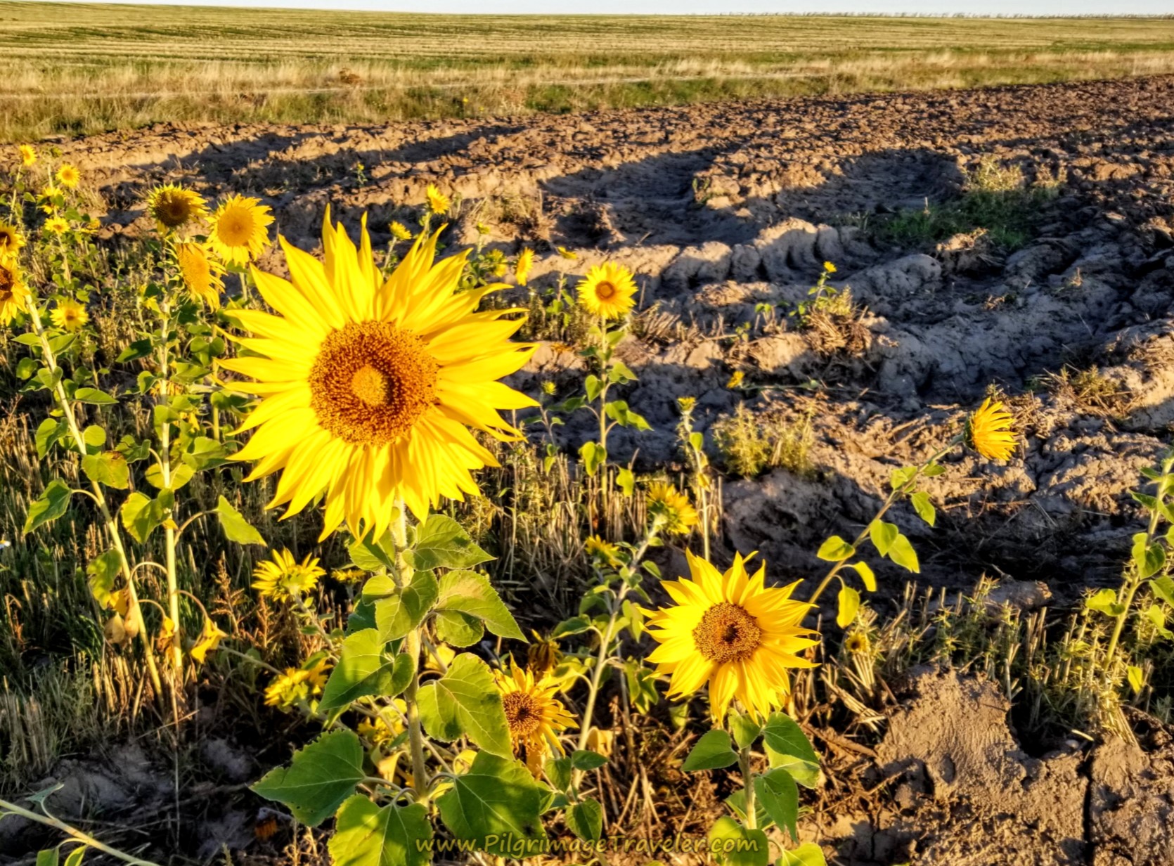Camino Teresiano - Day Five, Part I: Mancera de Abajo to Garcihernández, 22 Km