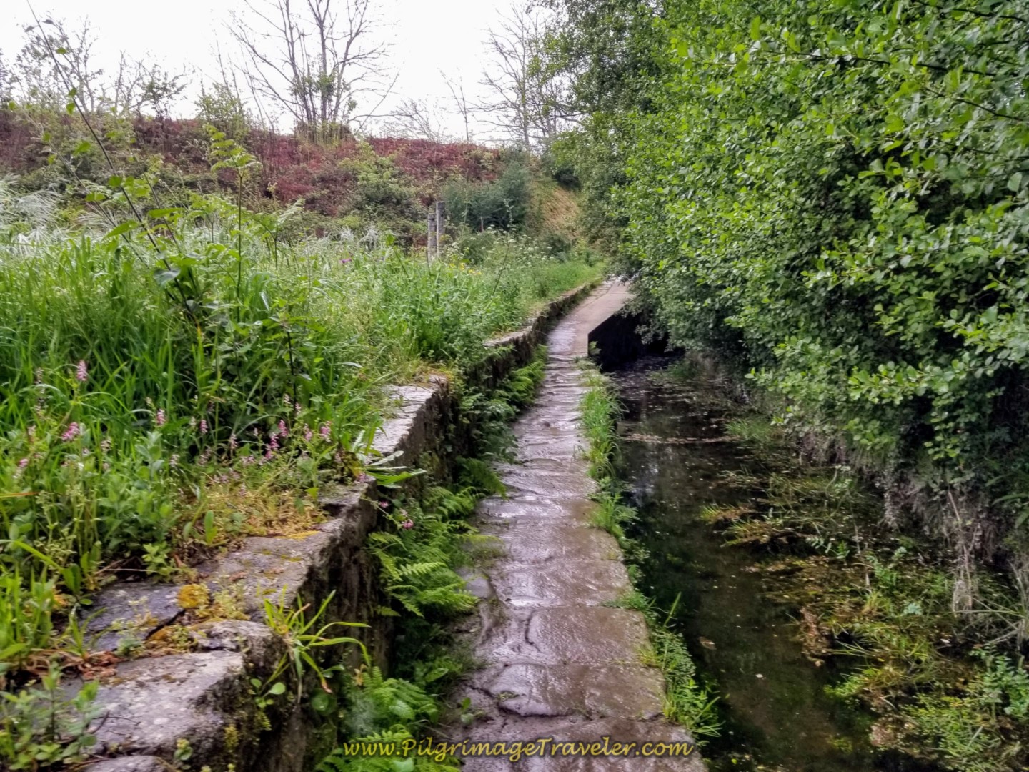 The Path Follows a Canal on Day Eighteen on the Central Route of the Portuguese Camino