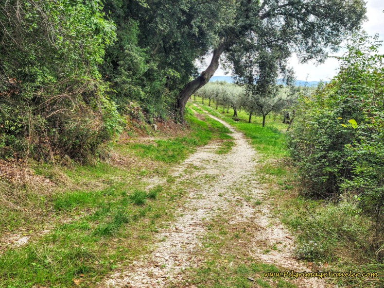 Way of St. Francis: Day Fourteen, Poreta to Spoleto - Path Widens to Tractor Lane on the Way to Bazzano Superiore