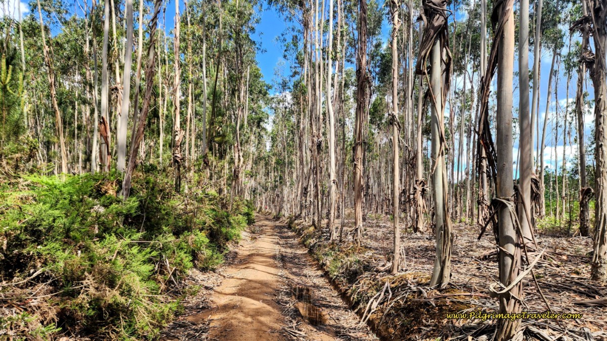 Turn Again Into Eucalyptus Forest
