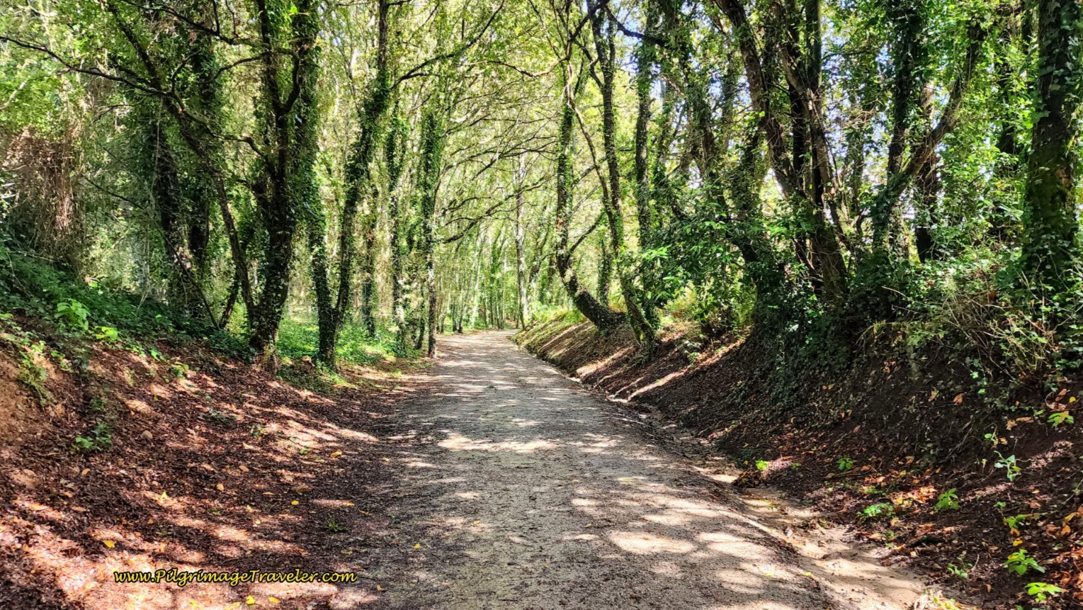 Forest Road After Ríotinto