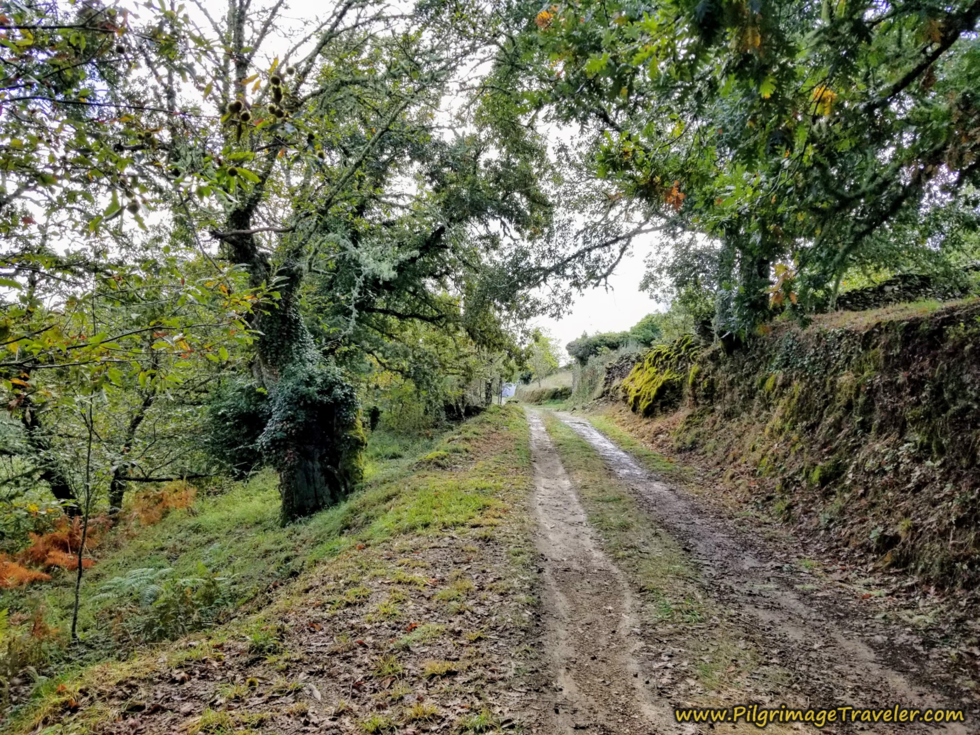 Road Towards As Eiras on the Camino Sanabrés from to A Venda da Capela to A Laza