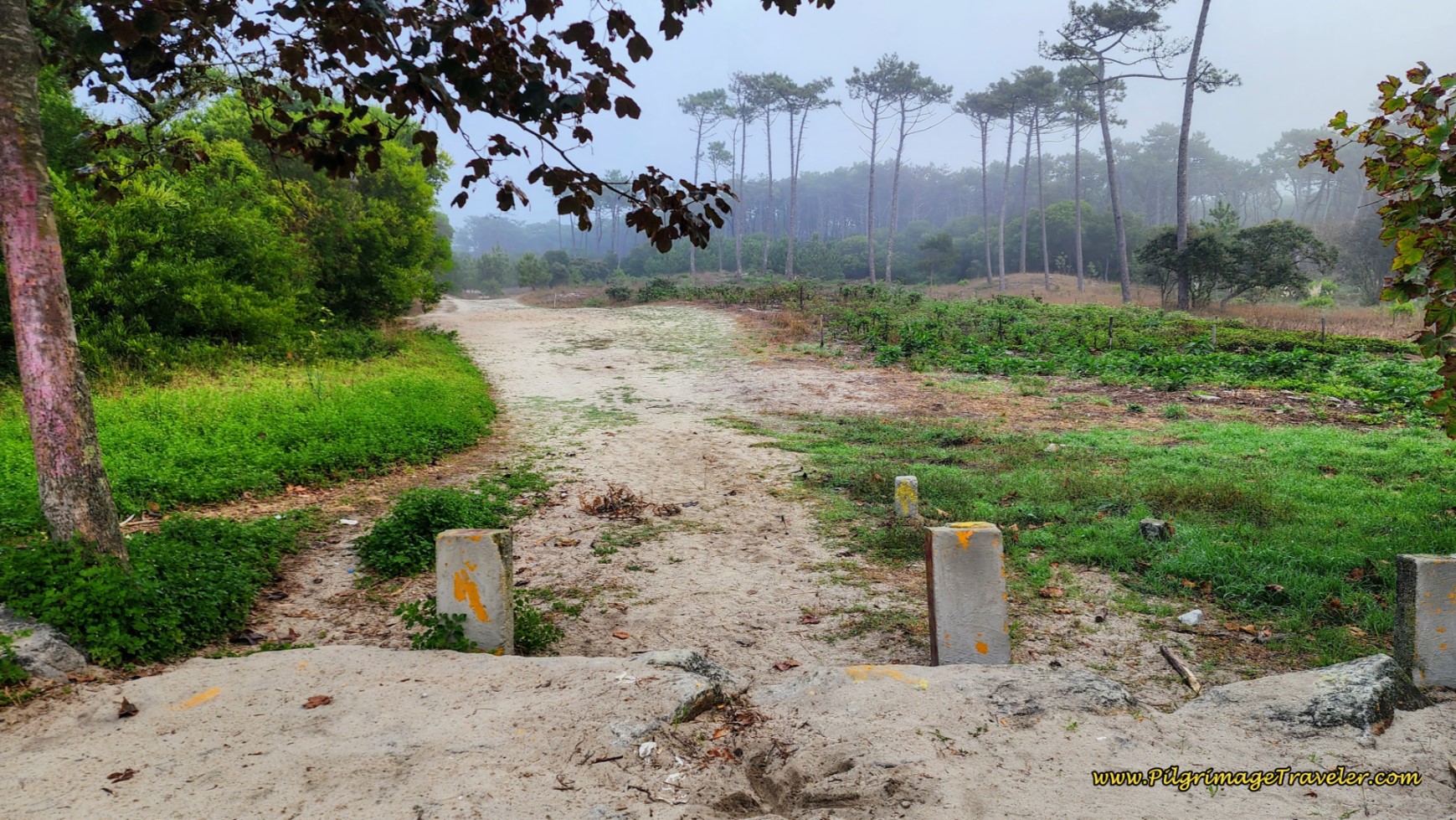Turn Onto Sandy Forest Path
