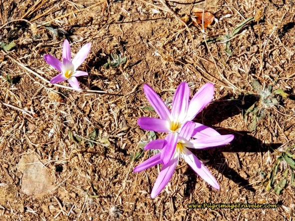 Tiny August Crocus Brightens the Way
