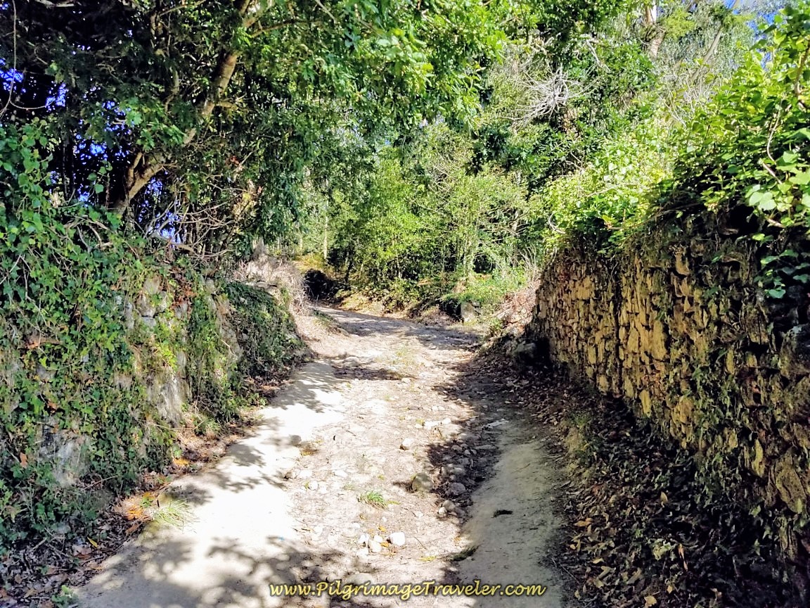 Forest Walk Continuing Ascent