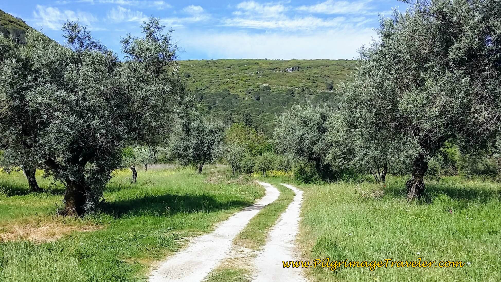 Onward Track thru Olive Groves