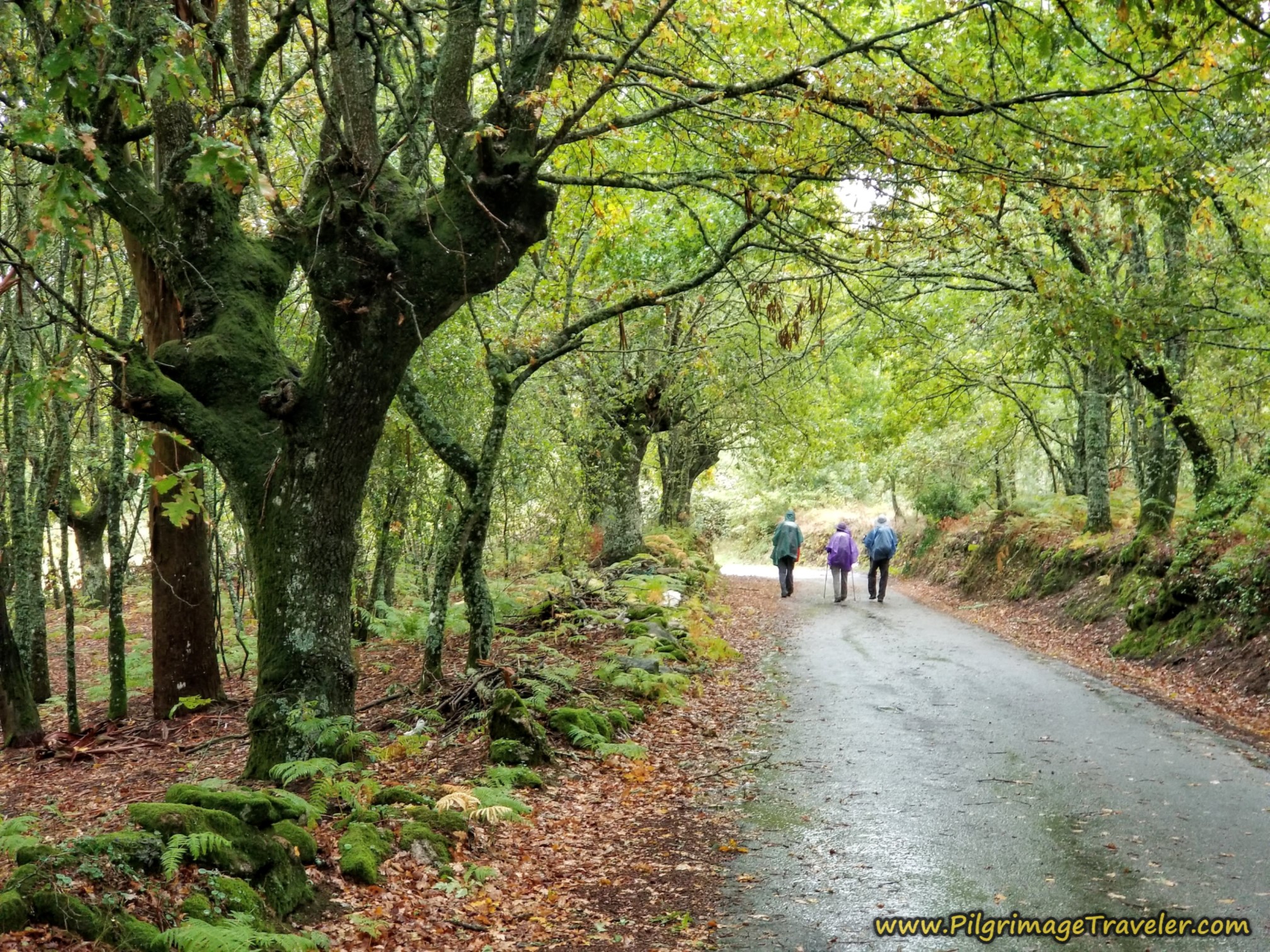 Camino Sanabrés - Day Eleven: Vilar de Barrio to Xunqueira de Ambía, 13.63 Kilometers (8.47 Miles)