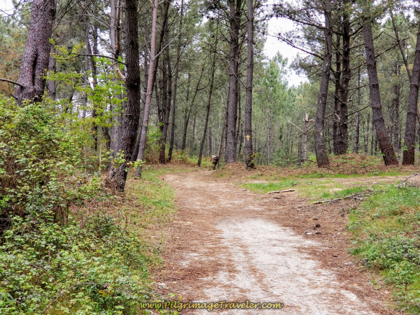 The Route Smooths and Flattens on day eighteen on the Central Route of the Portuguese Camino