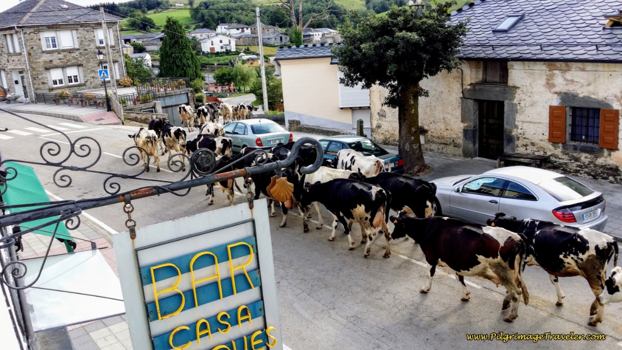 Cattle Drive Thru Town - Seen From Our Window