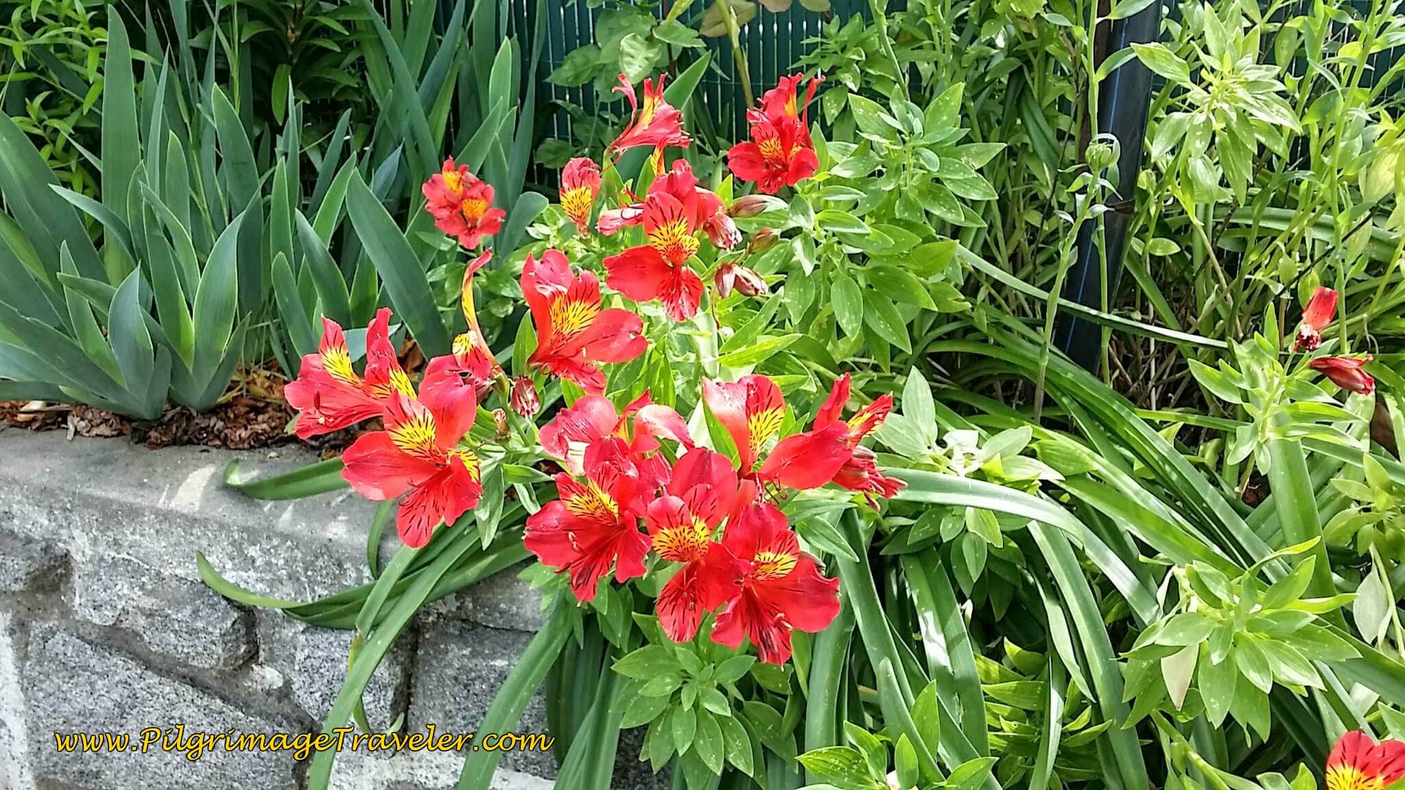 Cheery Alstroemeria at the Albergue on day twelve of the Camino Portugués