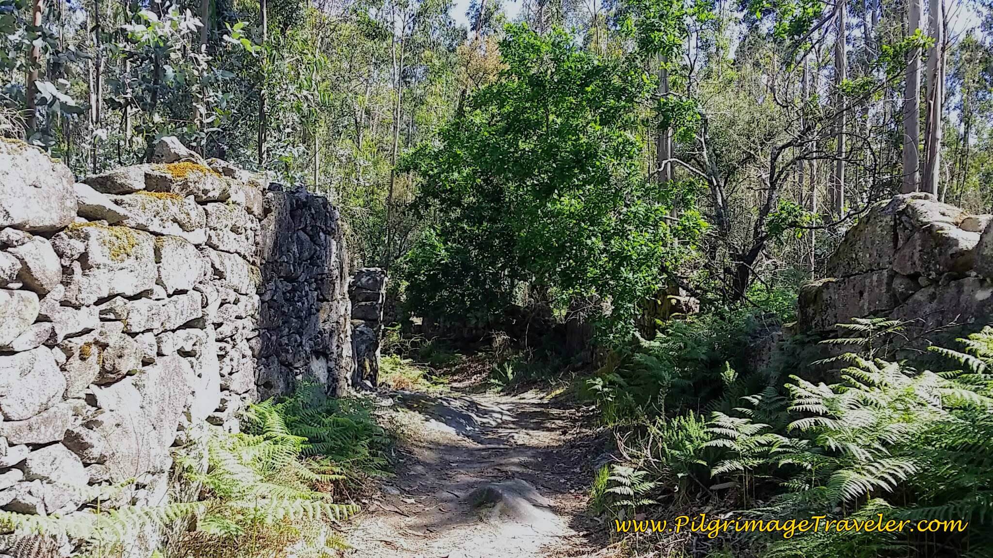 High-Walled Forest Path on day Seventeen of the Camino Portugués