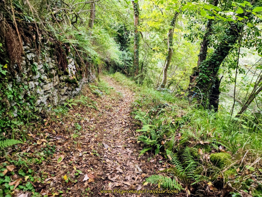 A Bit More Through the Forest