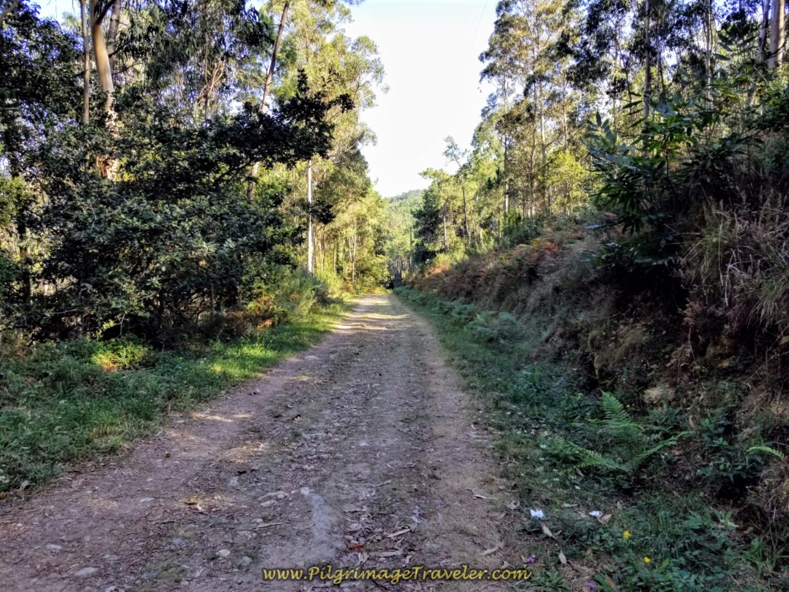Forest Road to Merexo on day three of the Camino Finisterre to Muxía