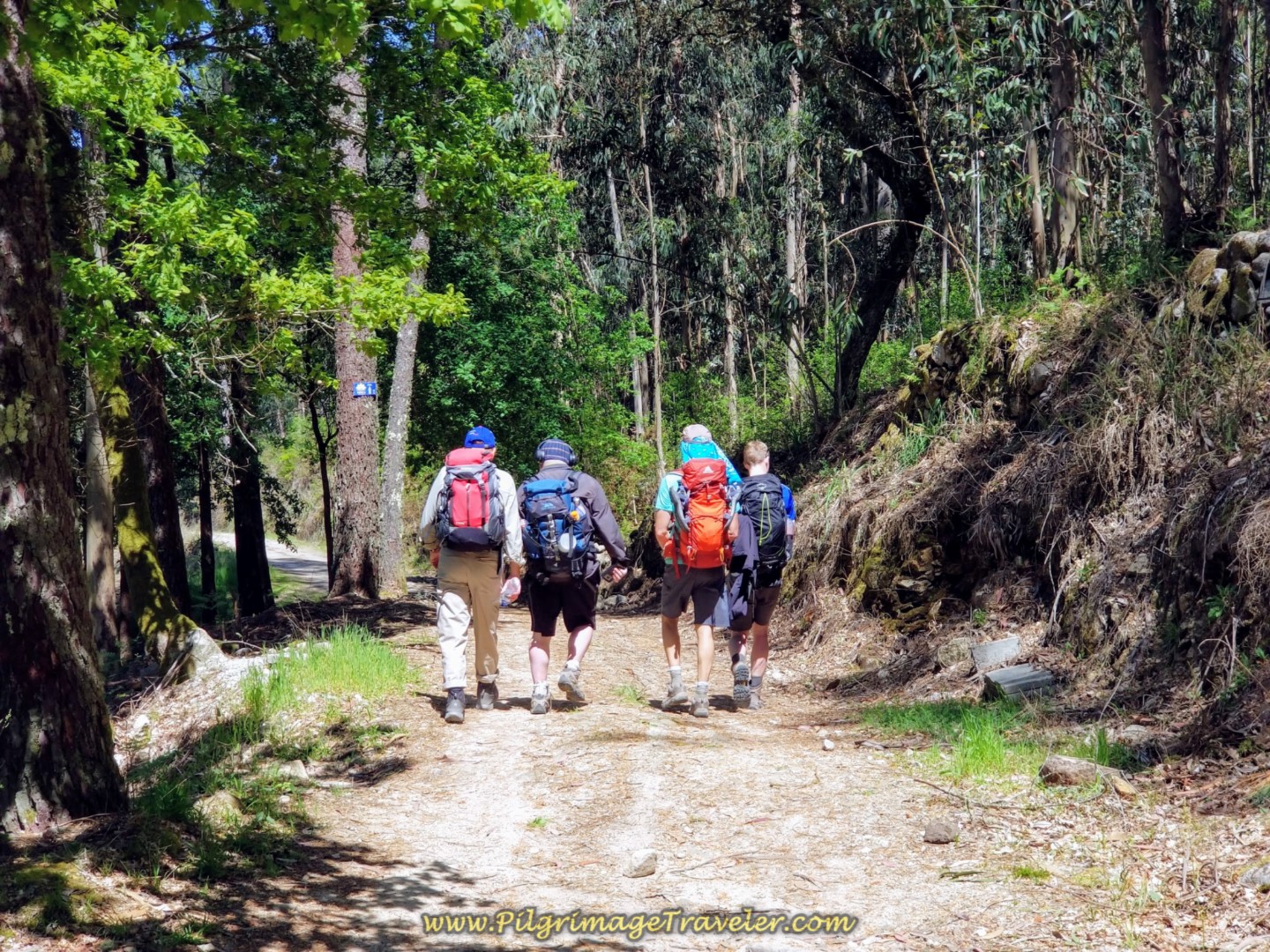 Down the Hill and Into the Woods