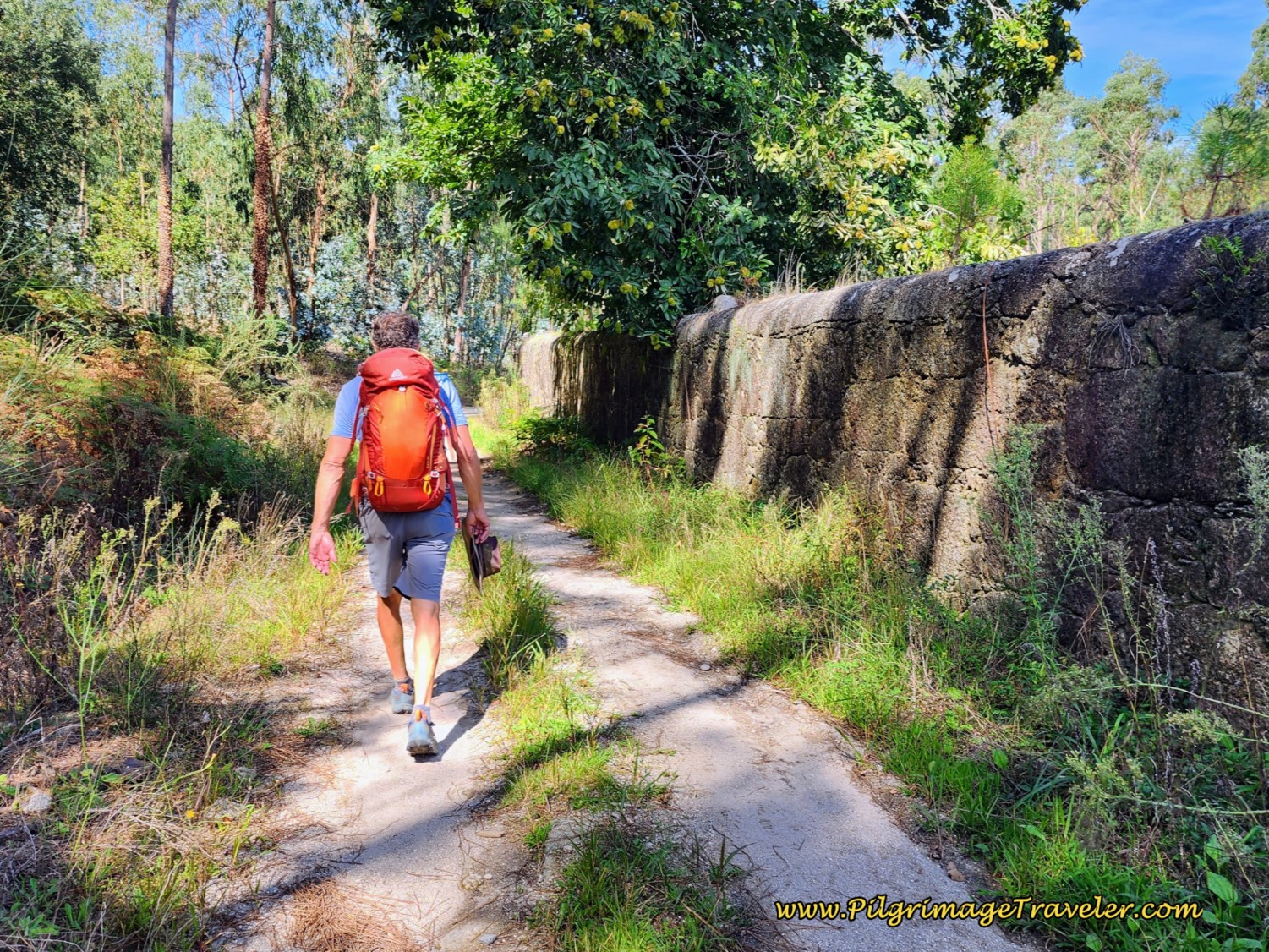 Forest Path Towards Pereira
