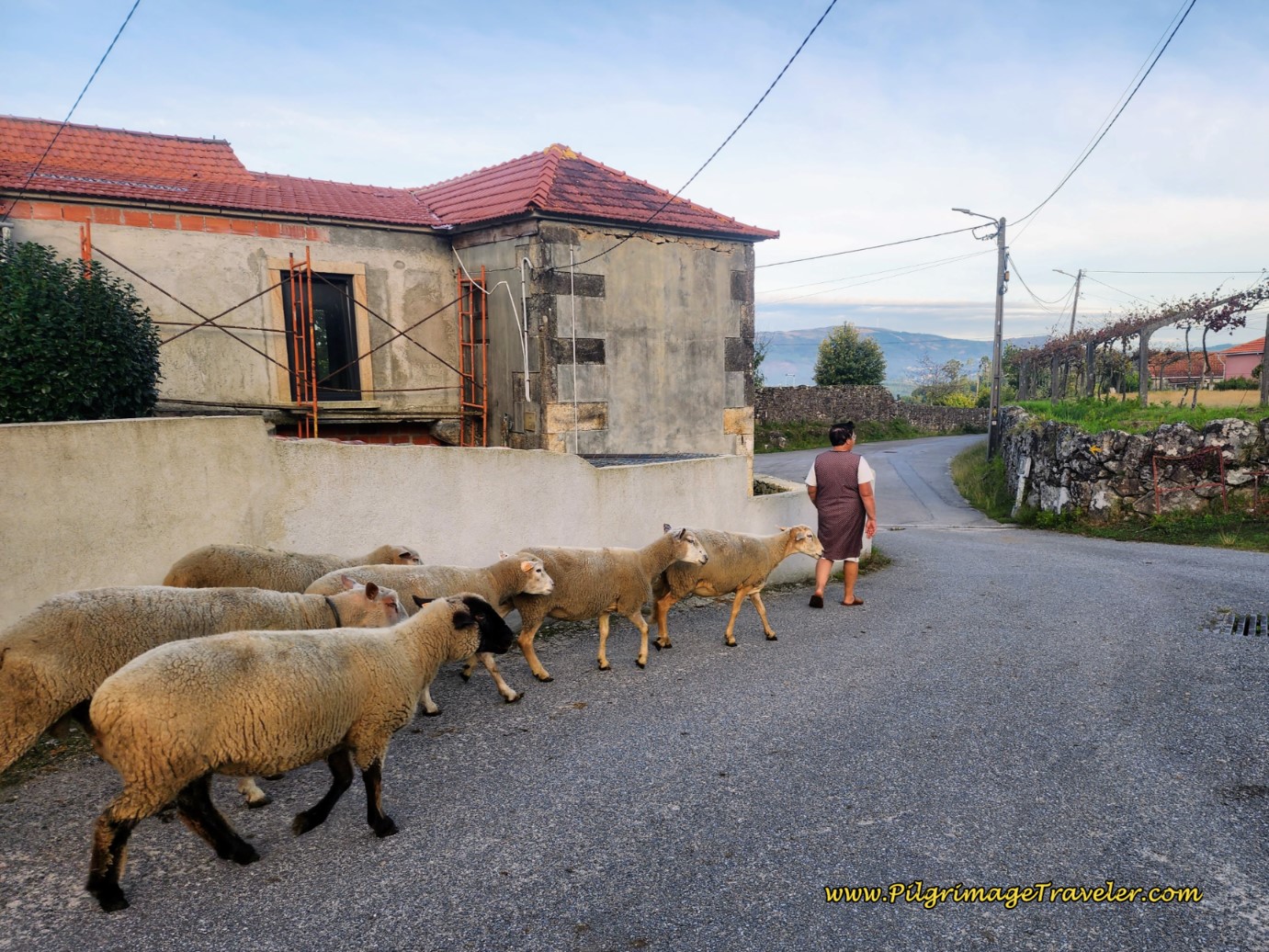 Village Woman Leading Sheep