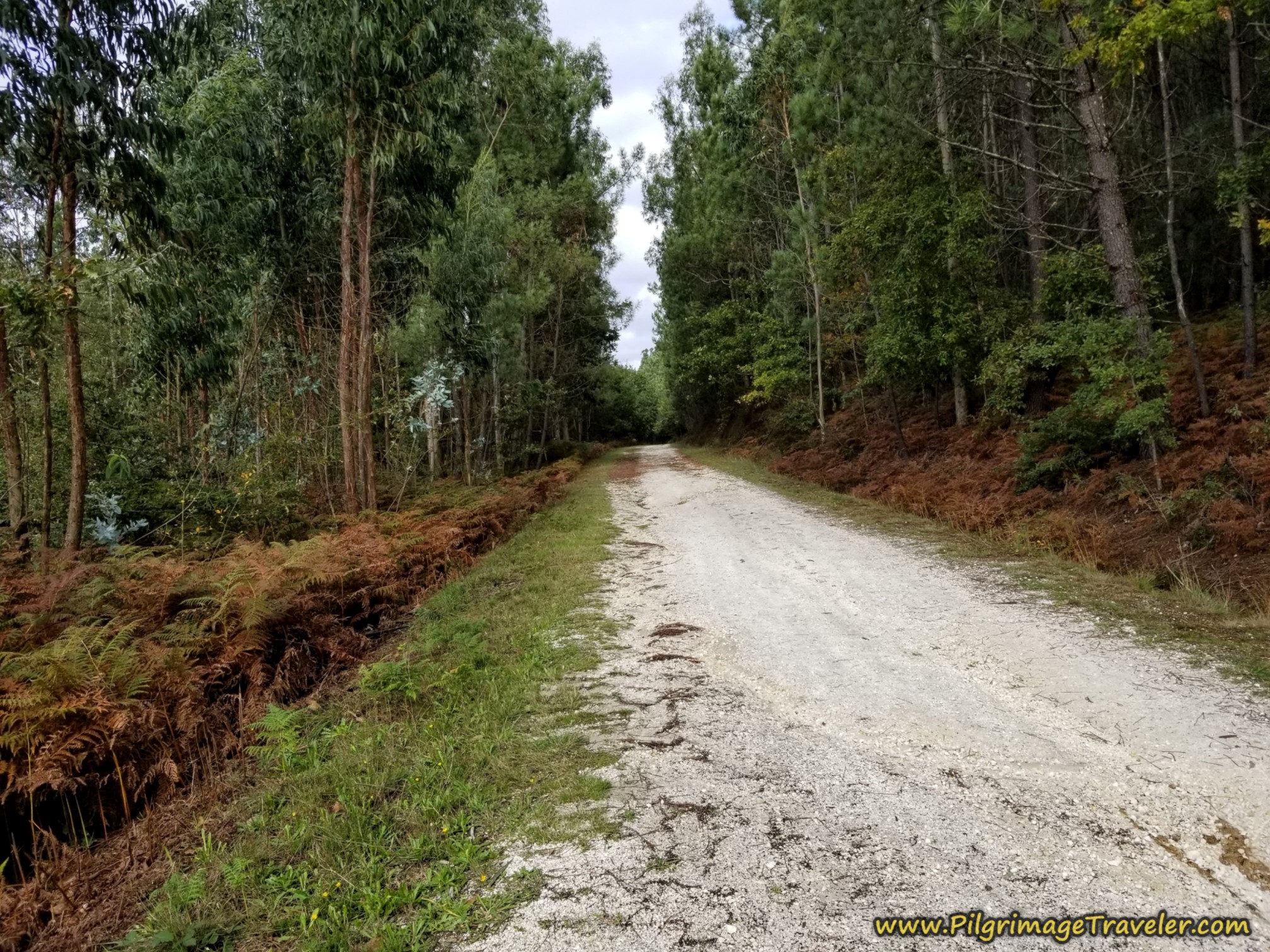 Continue Climbing on White Dirt Lane on the Camino Sanabrés from A Bandeira to A Susana