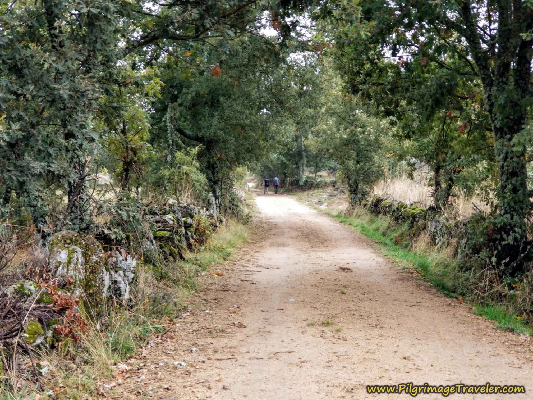 Through Forest and Field