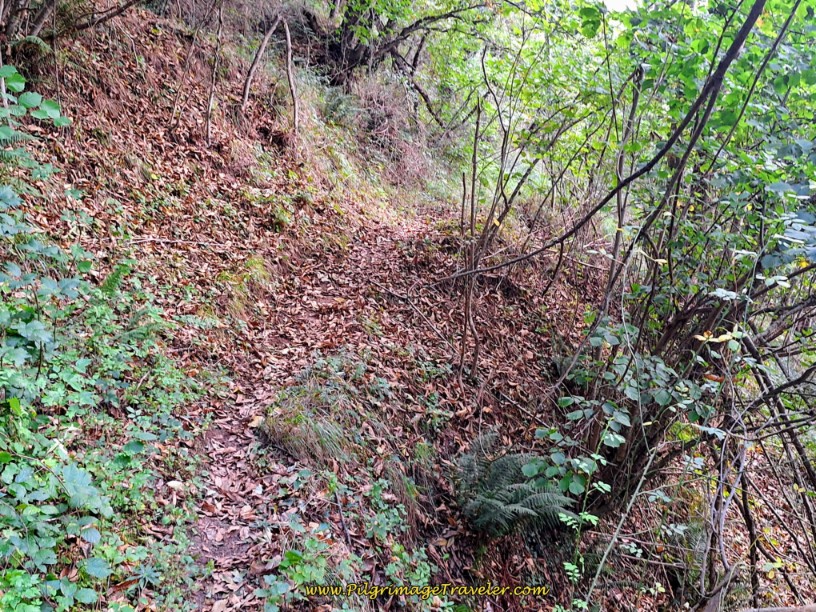 Tracks Narrow Into Trail
