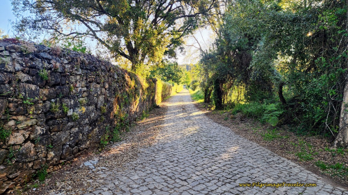 Cobblestone Lane Towards Alvaiãzere