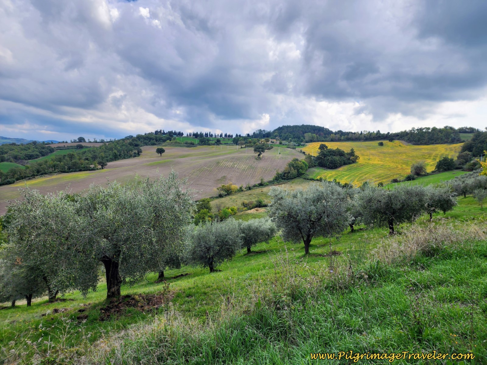 Olive Trees and Harvested Fields of Gold, day eight, Way of St. Francis, Gubbio to Biscina.