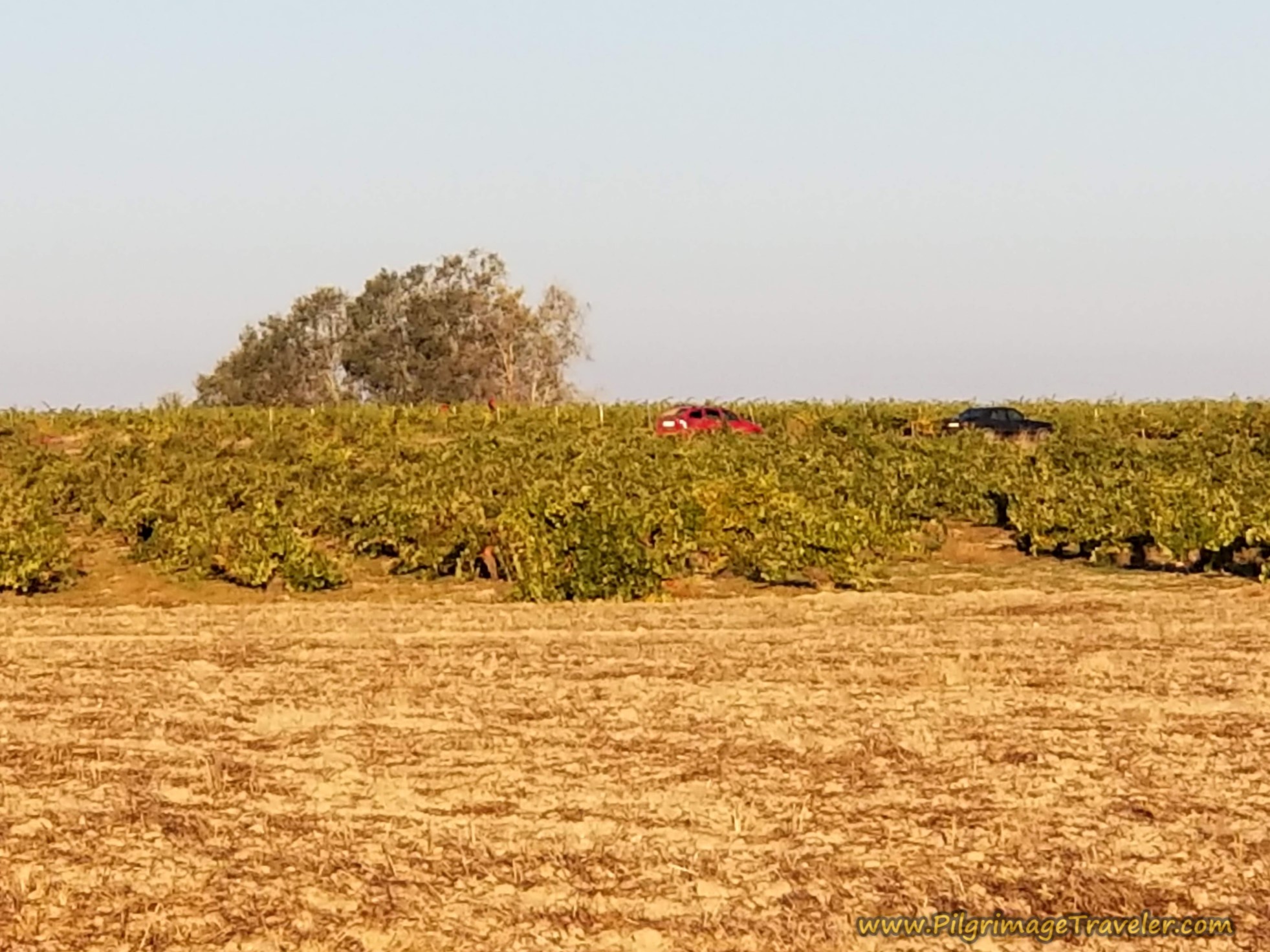 Vineyard Worker's Cars Already in the Fields Vineyard Worker's Cars Already in the Fields