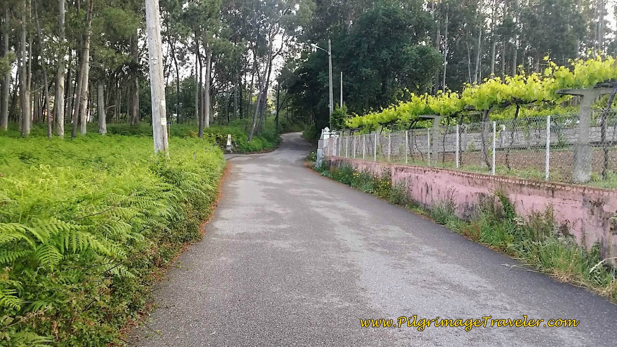 Walk by Vineyards on the Camiño Abreavella, day twenty-two on the Camino Portugués