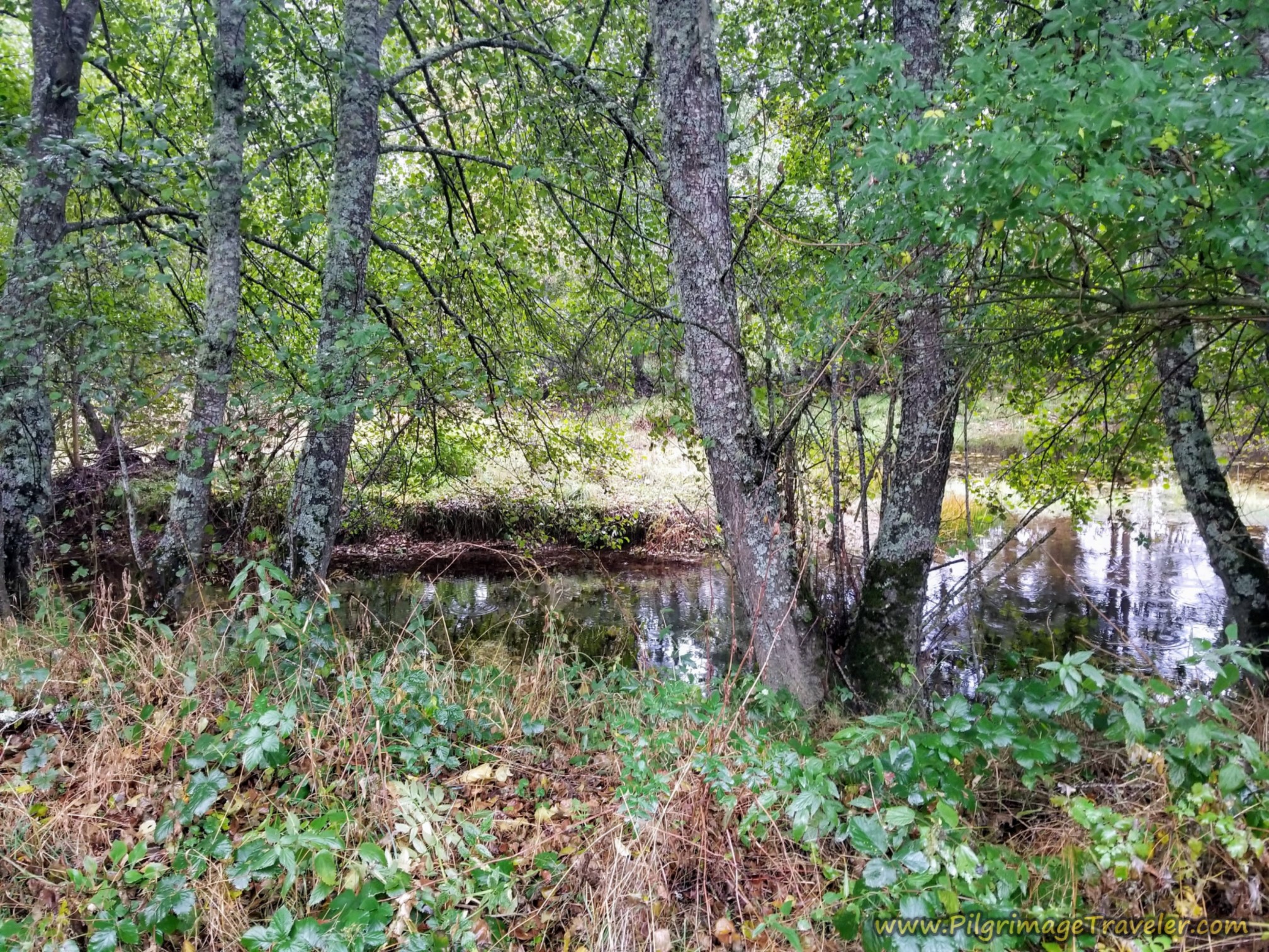Path Follows the Río Castro on the Camino Sanabrés from Puebla de Sanabria to Lubián
