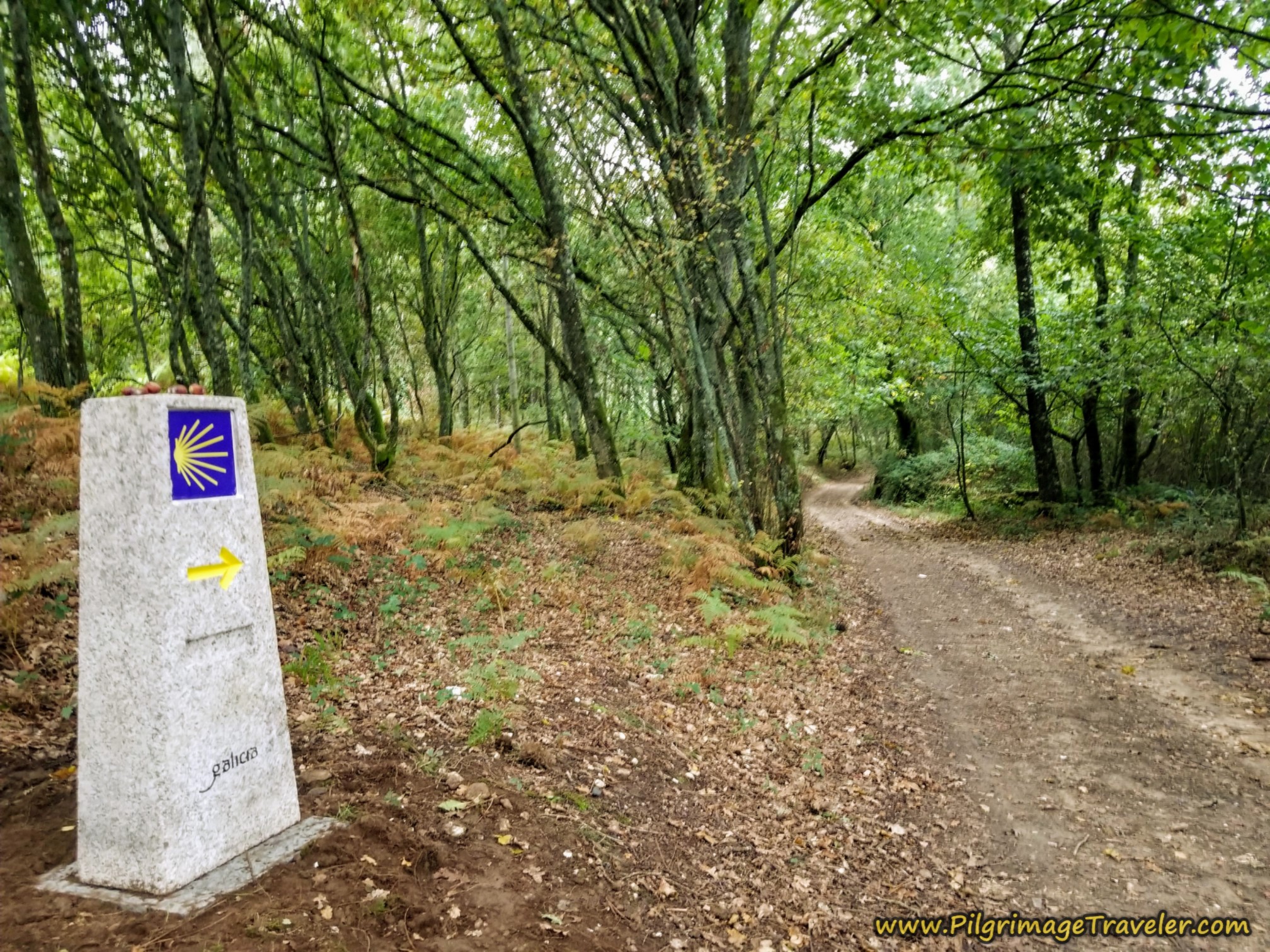 Pavement Turns to Forest Lane on the Camino Sanabrés, Estación de Lalín to Bandeira