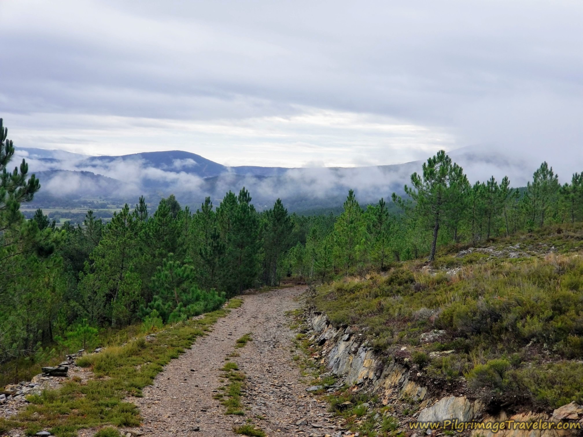 Galician Mountains and Pine Forest