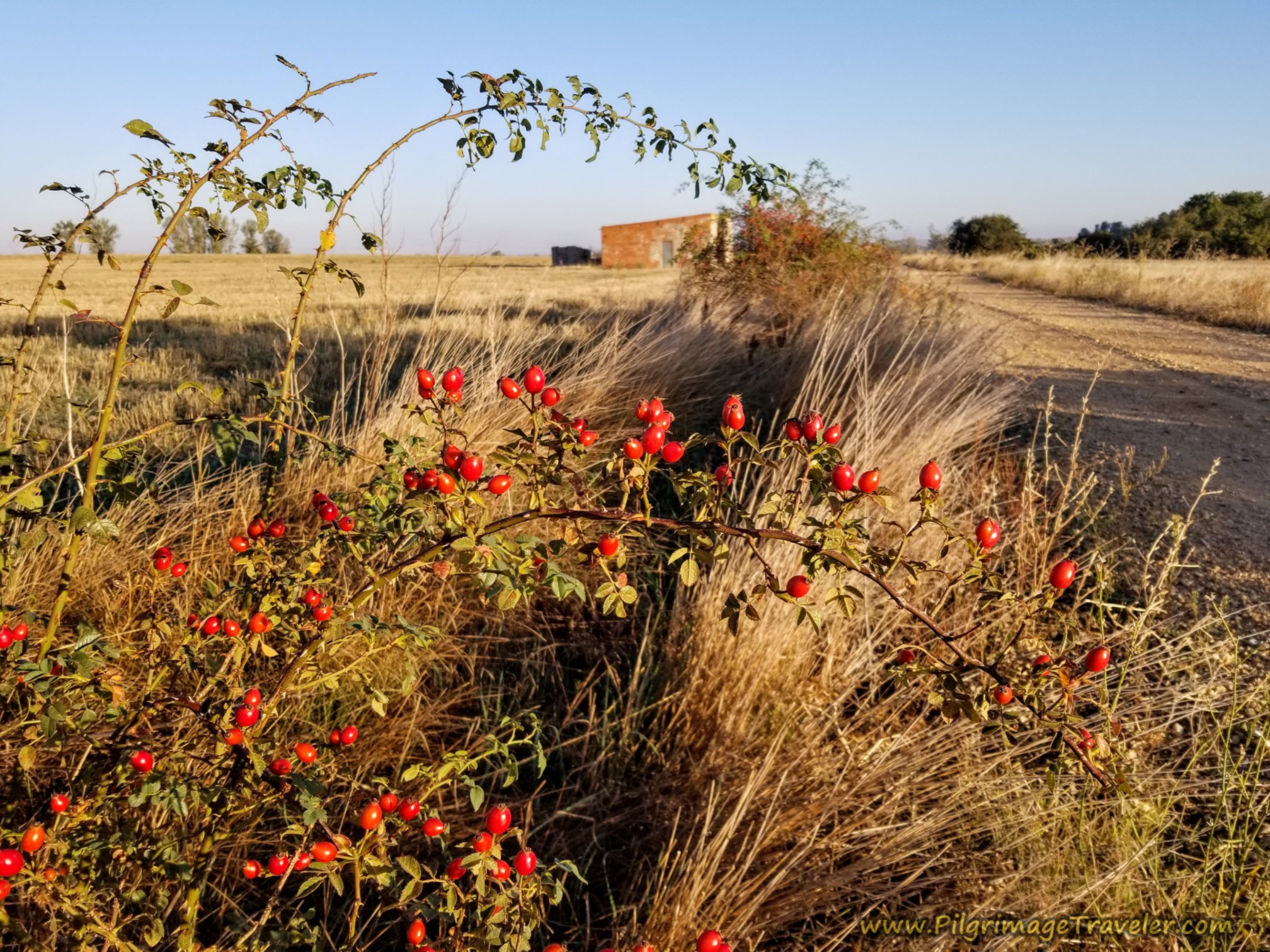 Wayside Rosehips