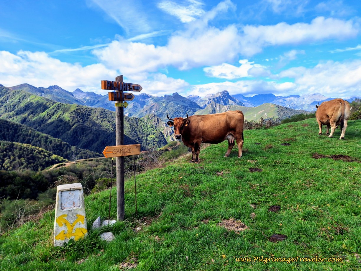 Cows Grazing at Decision Point