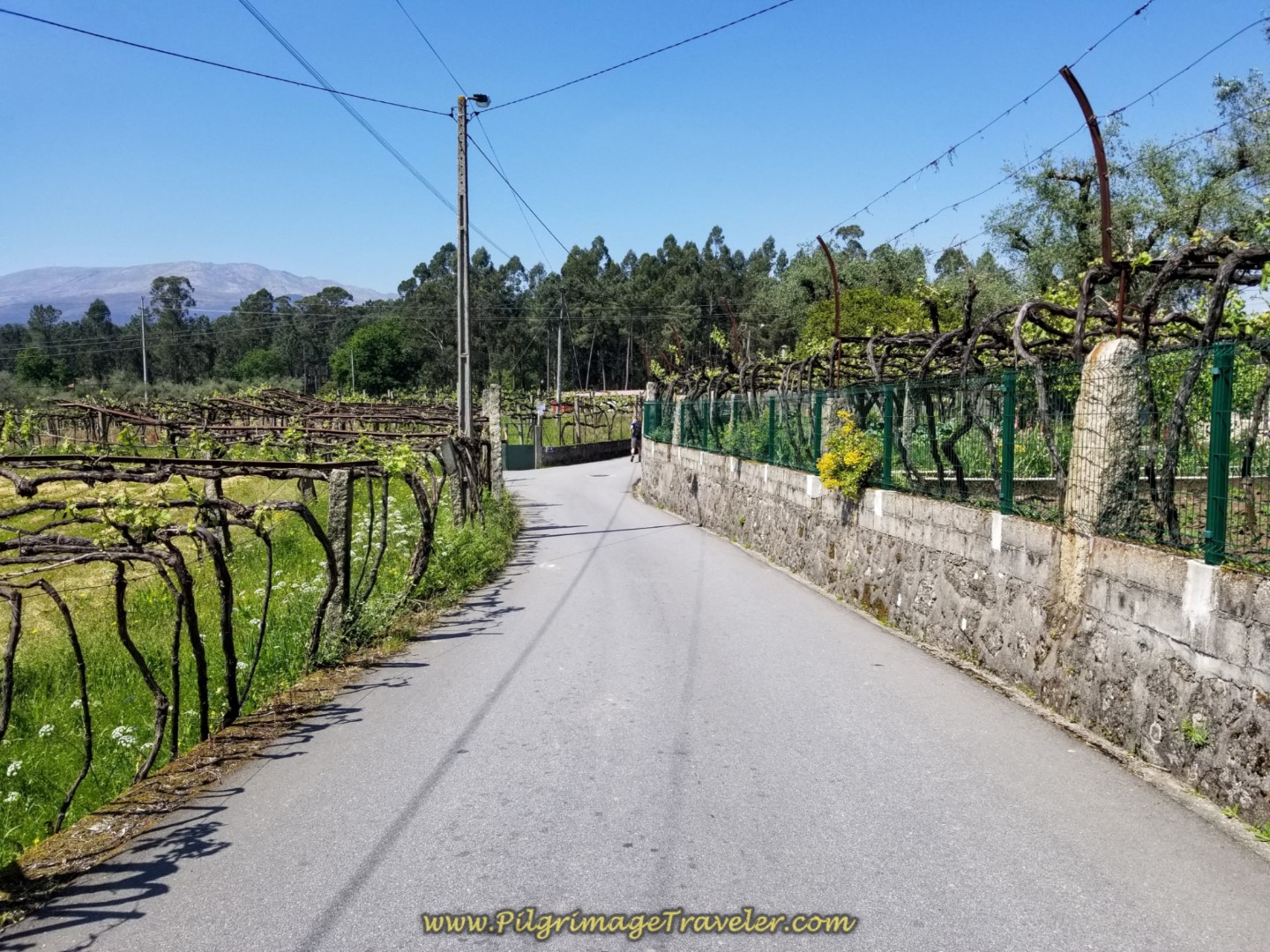 Vineyards Line the Rua do Caminho do Santiago in Seara on day seventeen on the Central Route of the Portuguese Camino