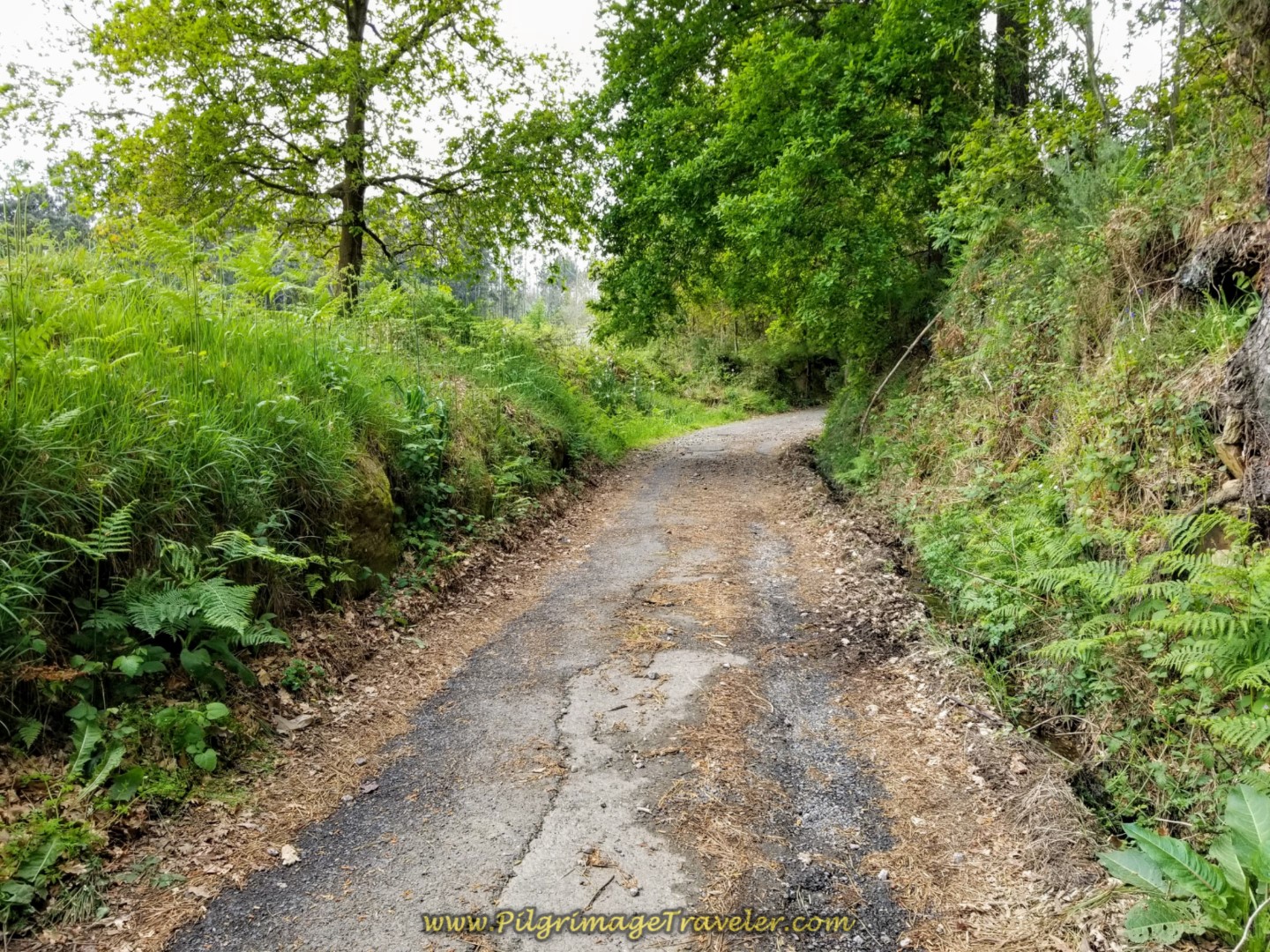 Brief Stint Through the Woods on day one of the La Coruña Arm of the Camino Inglés Brief Stint Through the Woods on day one of the La Coruña Arm of the Camino Inglés
