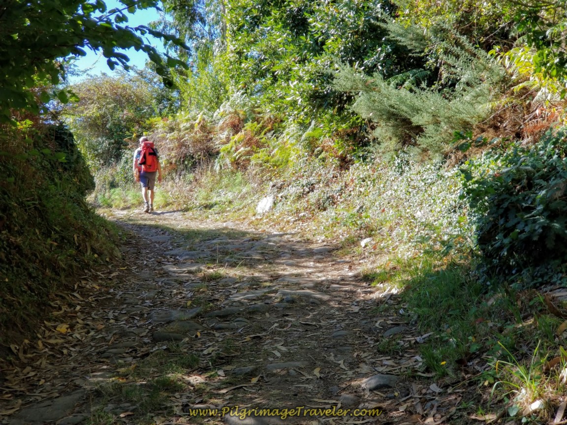 Uphill on Forest Path