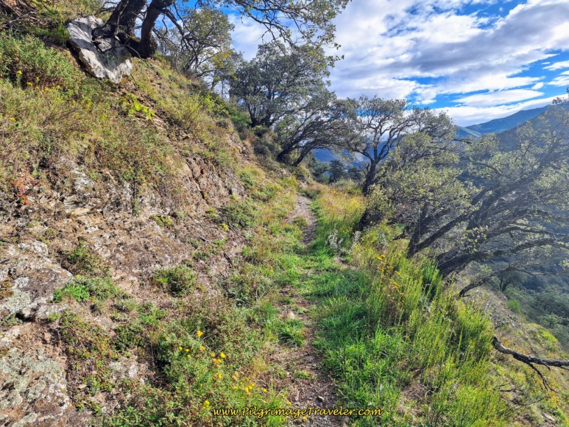Windswept Top of the Ridge