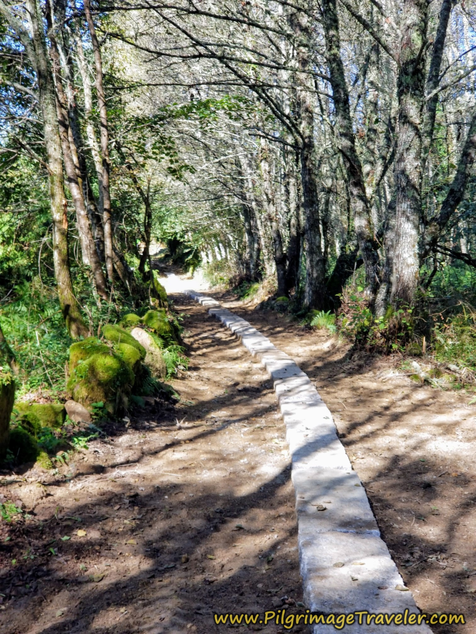 Improved Path Through More Forest