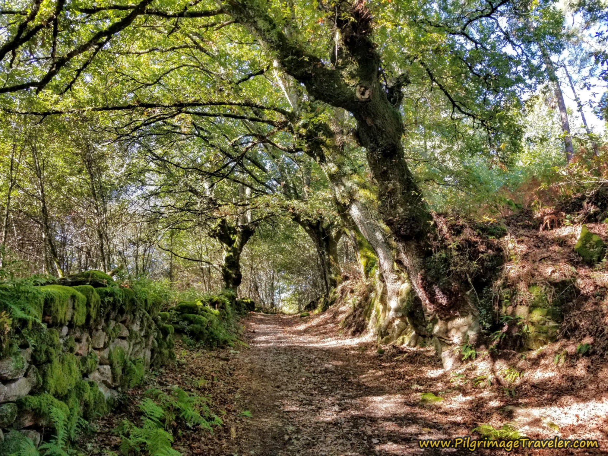 Forested Walk Toward Casas Novas