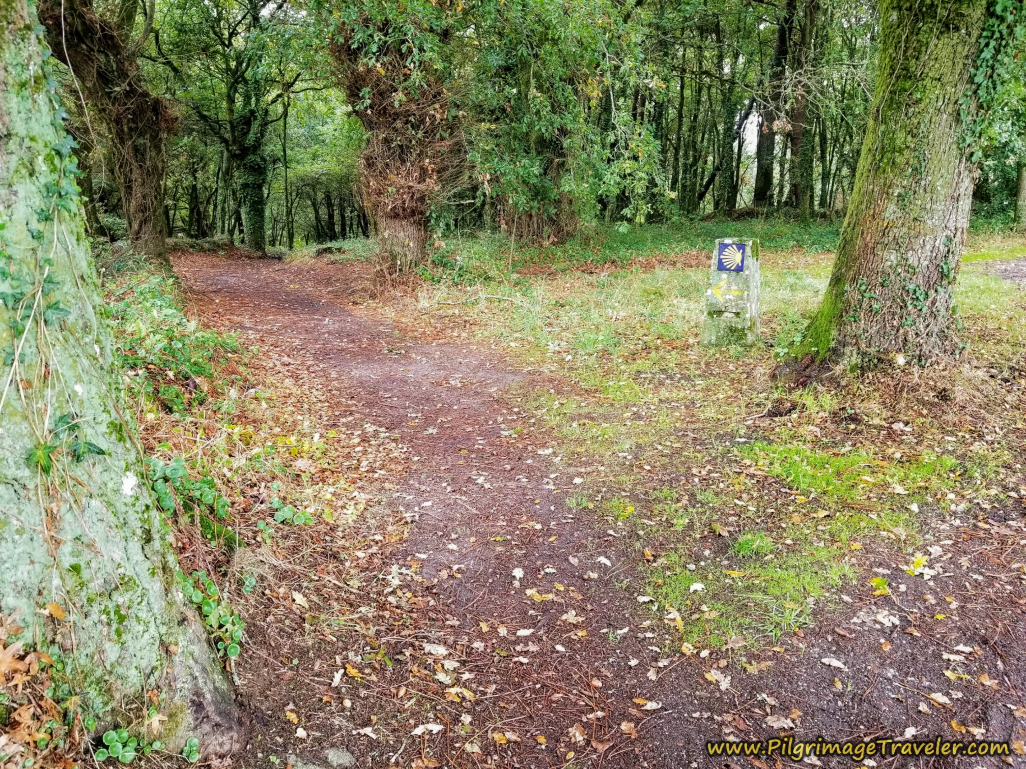 Left Turn, Onward Into Forest Left Turn, Onward Into Forest