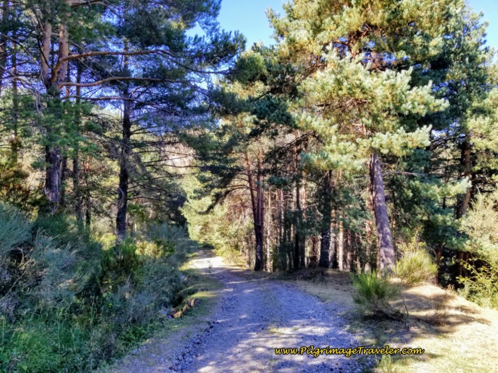 Descend Farther Through Pine Forest