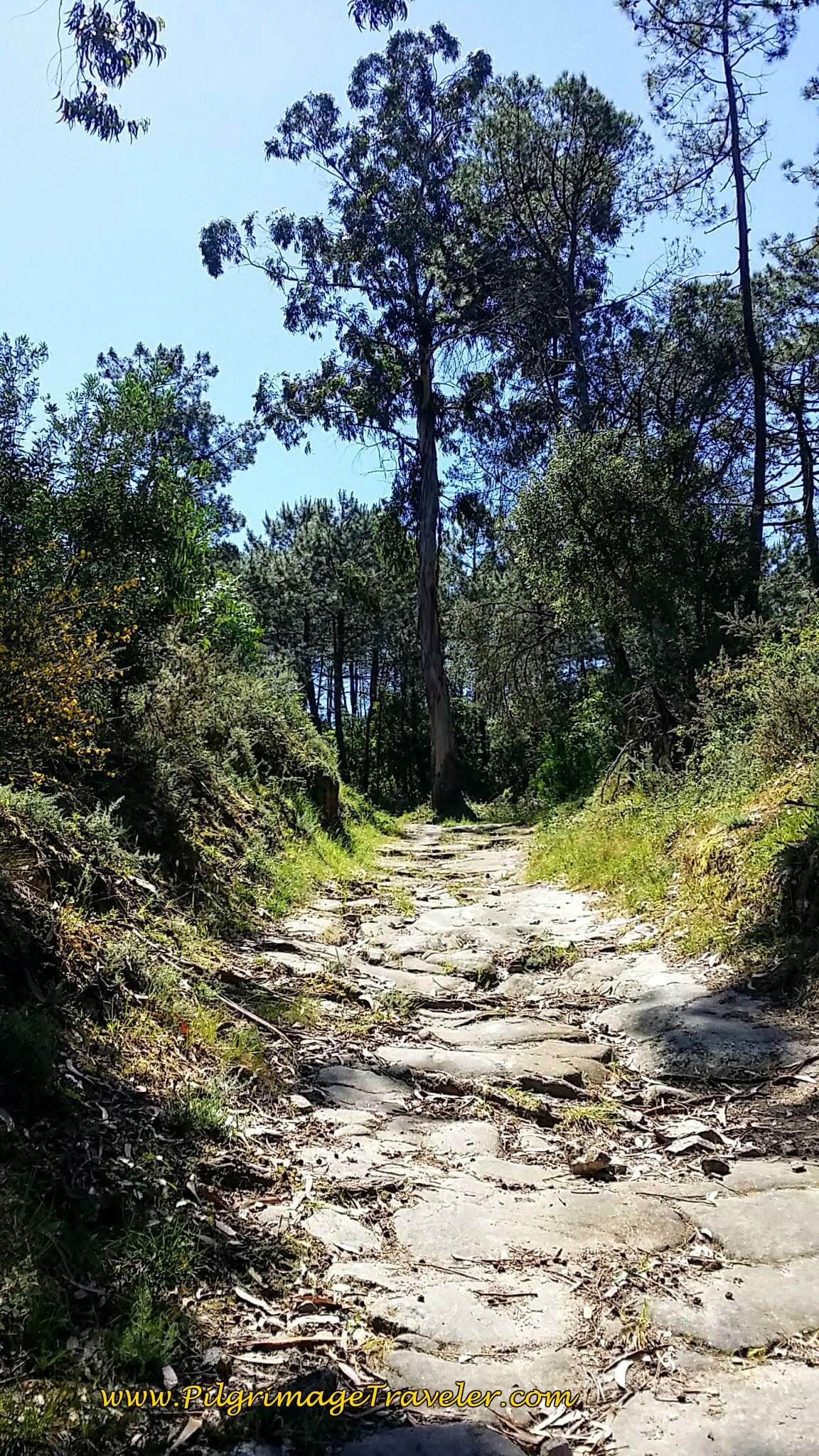 Another Ancient Road Section on day seventeen of the Portugese Way