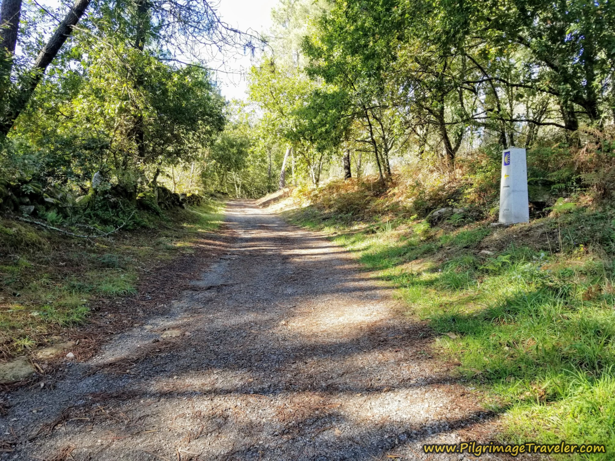 Forest Path Towards Cea