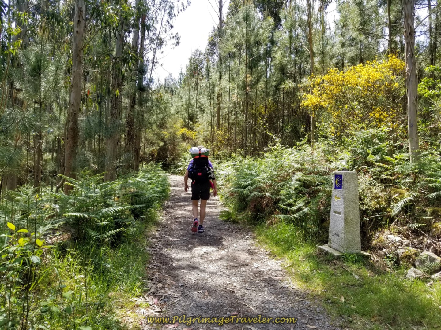 Along the Rúa Fisterra into the Forest