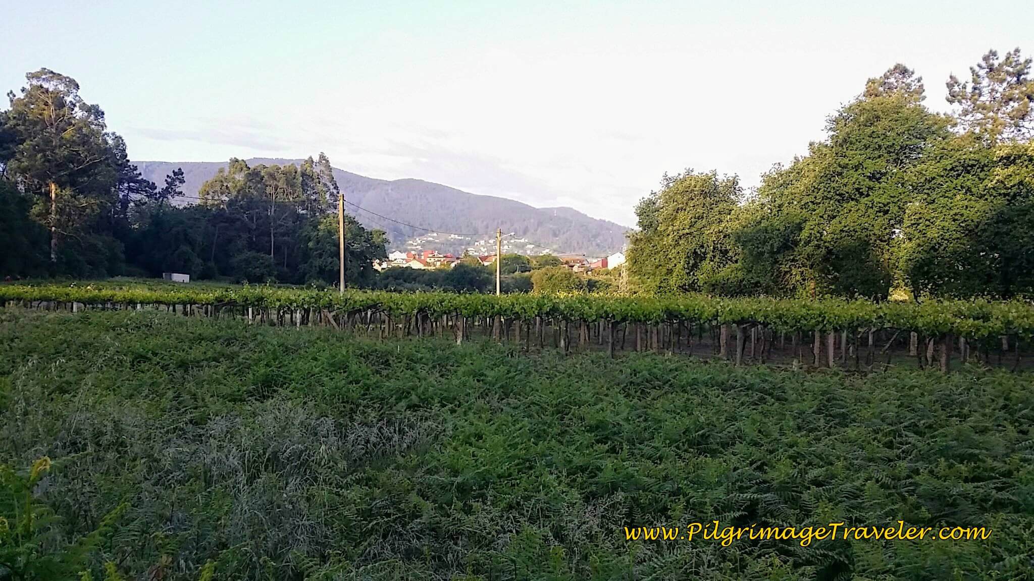 Bountiful and Plentiful Vineyards, day twenty-two on the Camino Portugués