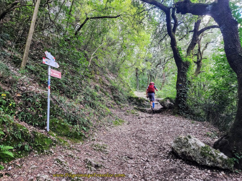 Way of St. Francis: Day Fifteen, Spoleto to Macenano - Forest Path Toward Monteluco
