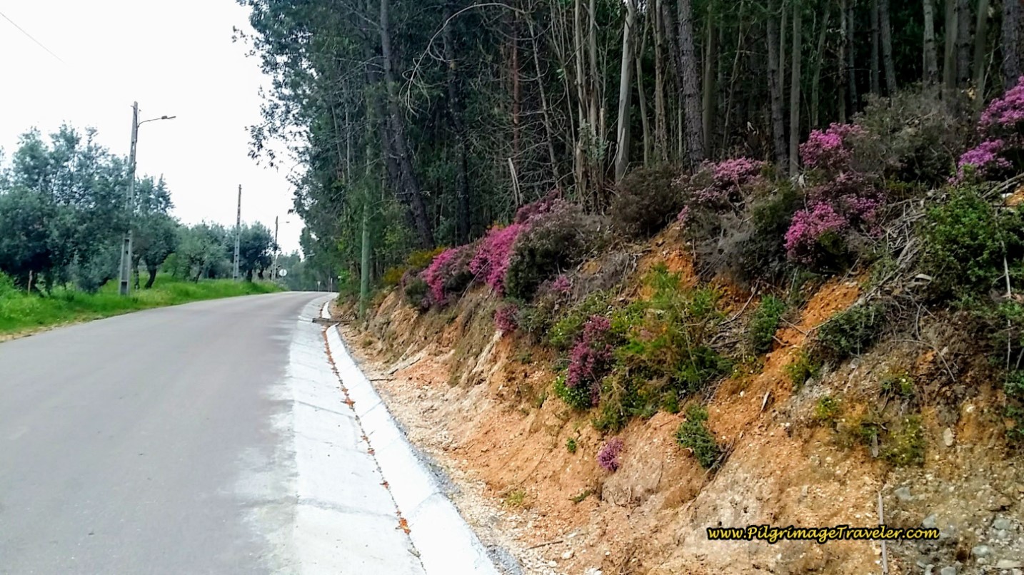 Heather Graces the Steep Banks