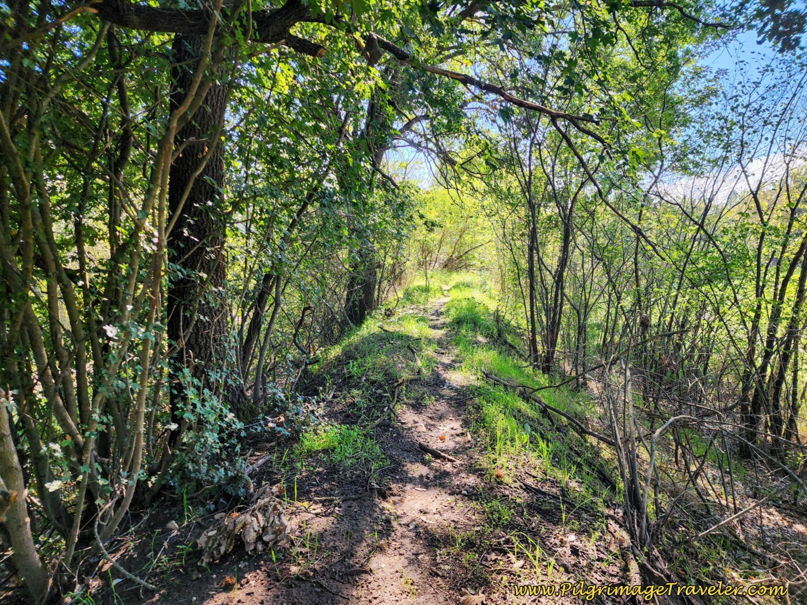Path Along the Tevere River