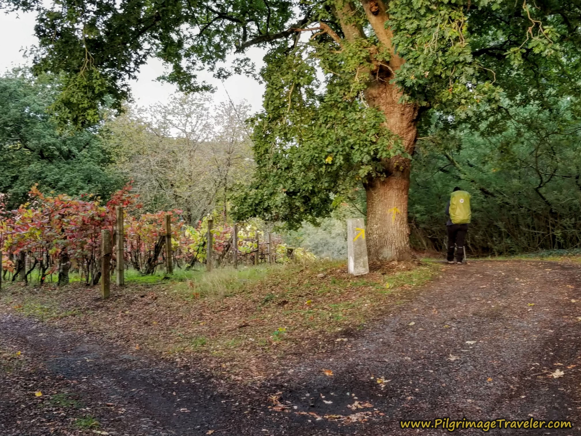 Right Turn Into Forest by Grape Arbors