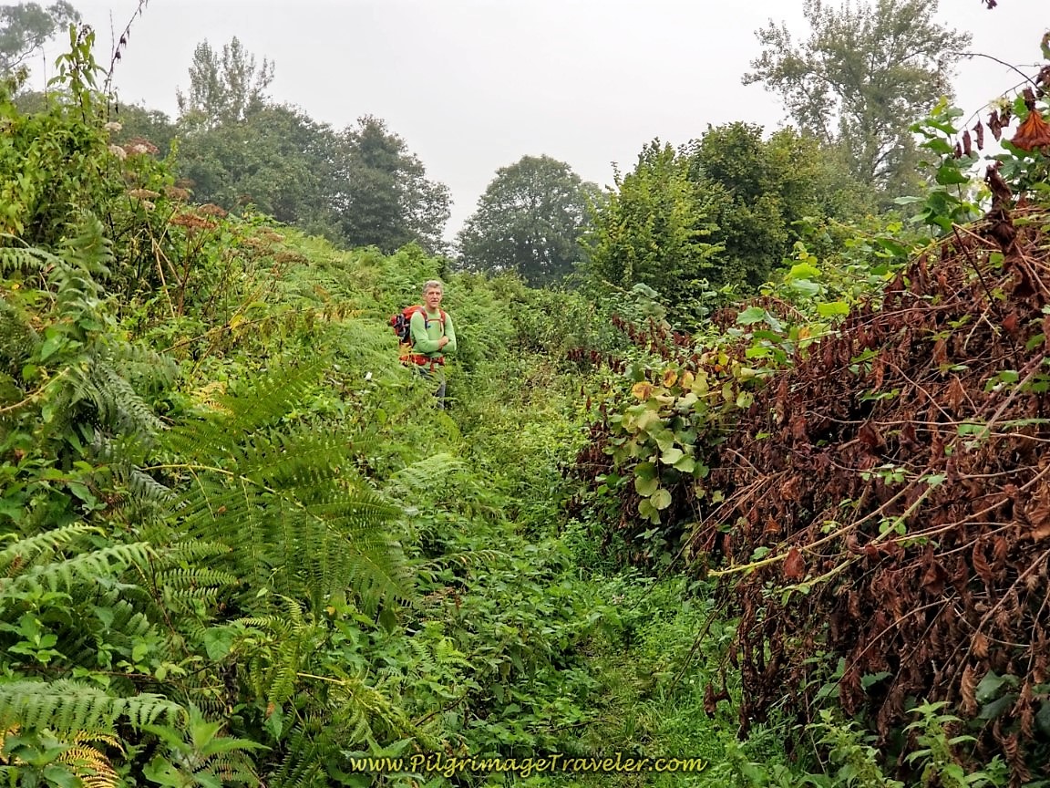 Section of Overgrown Trail along the Camino de San Salvador