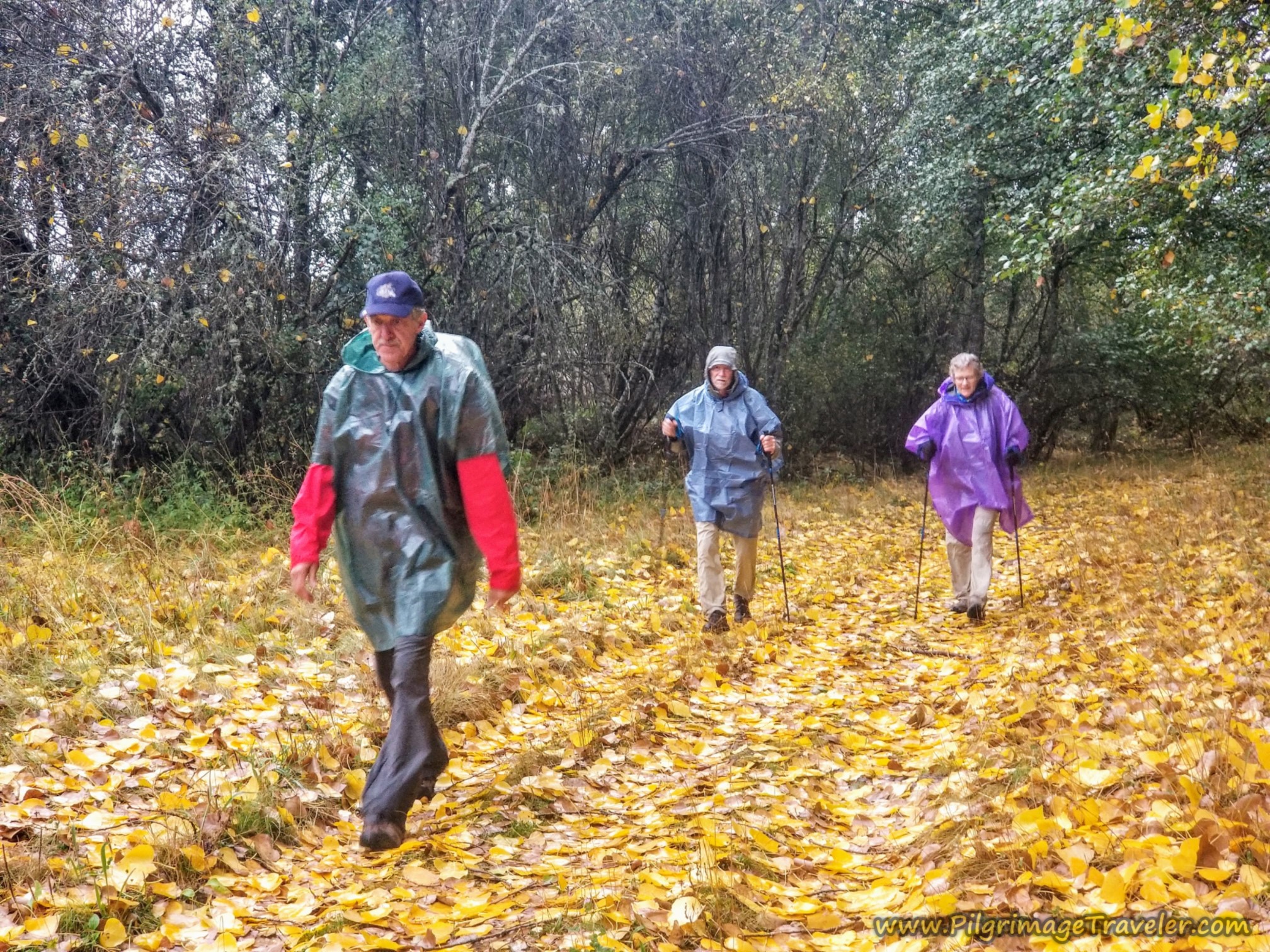 Glorious Autumn Leaves